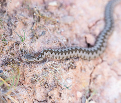 Vipera latastei