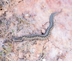 Vipera latastei