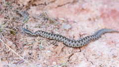 Vipera latastei