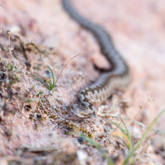 Vipera latastei