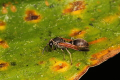 Polybia rejecta image