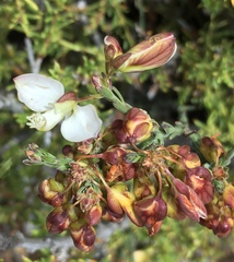 Polygala microlopha microlopha
