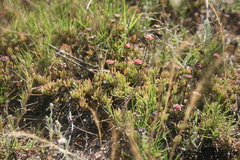 Lampranthus debilis