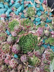 Sempervivum globiferum