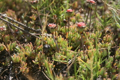 Lampranthus debilis