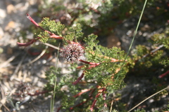 Serruria incrassata