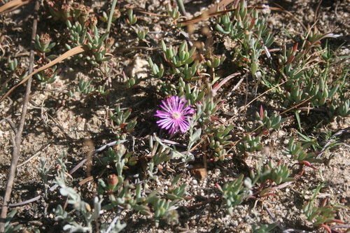 Image of Lampranthus sociorum by (c) Jacques van der Merwe, some rights reserved (CC BY-SA)