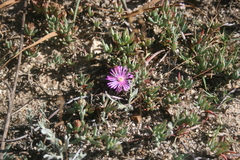 Lampranthus sociorum