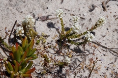 Microcodon glomeratus