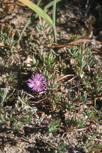 Image of Lampranthus sociorum by (c) Jacques van der Merwe, some rights reserved (CC BY-SA)