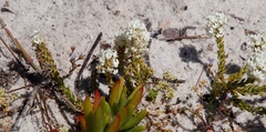 Microcodon glomeratus
