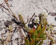 Microcodon glomeratus