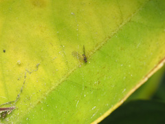 Ectopsocidae