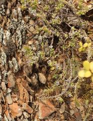 Trichodiadema hallii