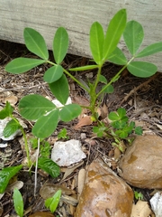 Arachis hypogaea