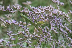 Mantis religiosa religiosa