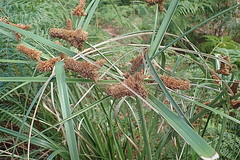 Cyperus thunbergii