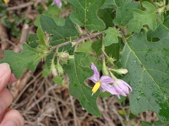 Solanum linnaeanum