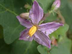 Solanum linnaeanum