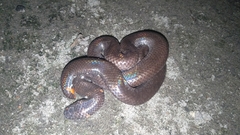 Cylindrophis ruffus