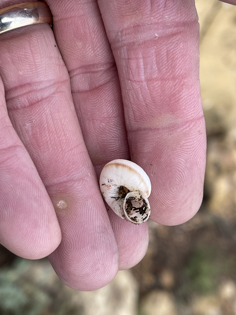 Diablo mountainsnail