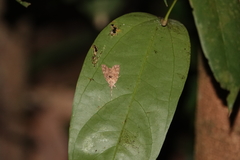 Plectothripa excisa