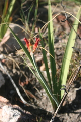 Tritoniopsis antholyza