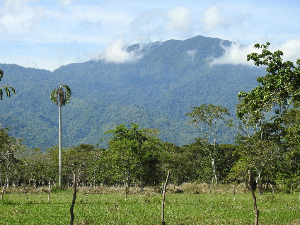 yagua from Jutiapa, Honduras on October 21, 2021 at 09:20 AM by Hermes ...