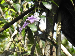Mansoa alliacea
