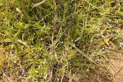 Lobelia thermalis