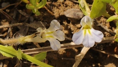 Lobelia thermalis