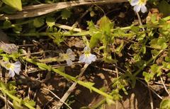 Lobelia thermalis