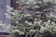 Passer domesticus
