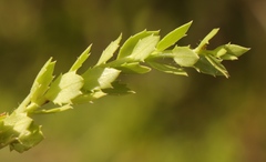 Lobelia thermalis