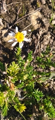 Felicia canaliculata
