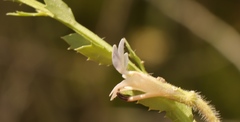 Lobelia thermalis