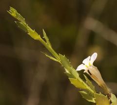 Lobelia thermalis