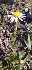Felicia canaliculata