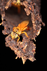 Tetragona ziegleri
