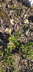 Felicia canaliculata