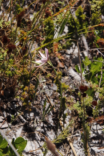 Image of Geissorhiza bonae by (c) Tony Rebelo, some rights reserved (CC BY-SA)