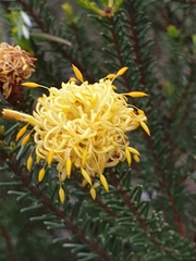 Petrophile ericifolia