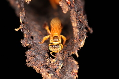 Tetragona ziegleri