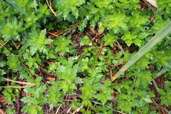 Laurembergia repens