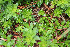 Laurembergia repens