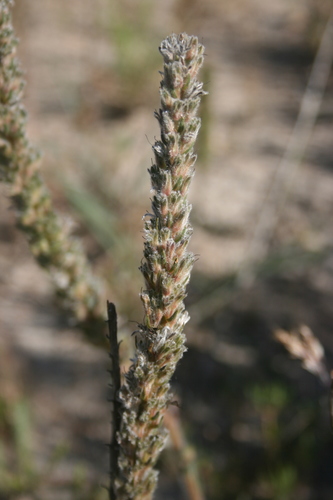 Image of Echiostachys incanus by (c) Jacques van der Merwe, some rights reserved (CC BY-SA)