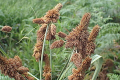 Cyperus thunbergii