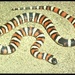 Isla Todos Santos Sur Mountain Kingsnake - Photo (c) 1999 California Academy of Sciences, some rights reserved (CC BY-NC-SA)