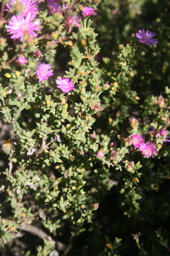 Image of Drosanthemum asperulum by (c) Jacques van der Merwe, some rights reserved (CC BY-SA)