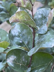 Erysiphe lagerstroemiae